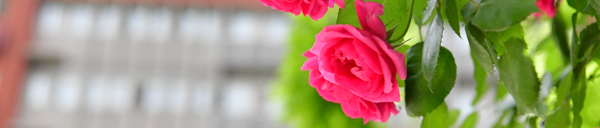 優(yōu)美的校園環(huán)境