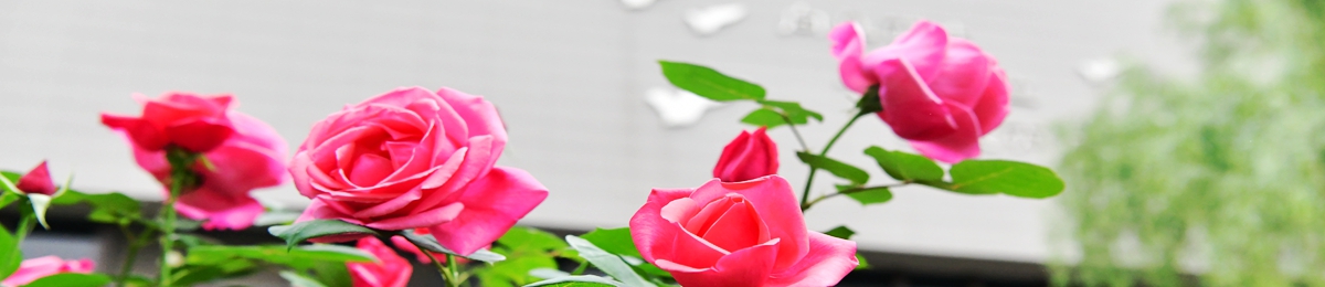 百花齊放春滿園